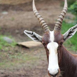 Northern Frontier - Bontebok