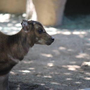 Panda Canyon - Lowland Anoa Calf