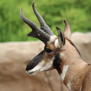 Elephant Odyssey - Pronghorn