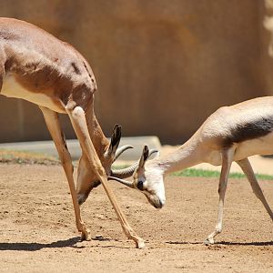 Northern Frontier - Gerenuk vs Spekes Gazelle