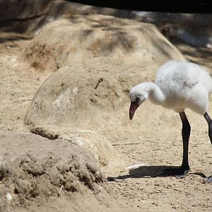 Monkey Trail - Caribbean Flamingo Chick