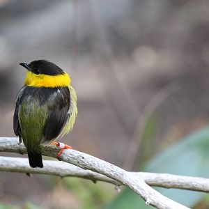 Hummingbird Aviary - Golden-Collared Manakin