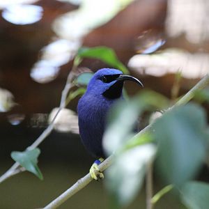Hummingbird Aviary - Purple Honeycreeper