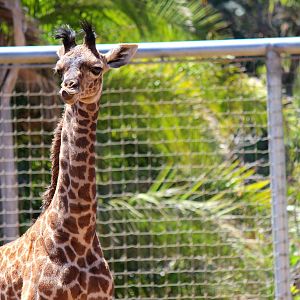 Urban Jungle - Masai Giraffe Calf