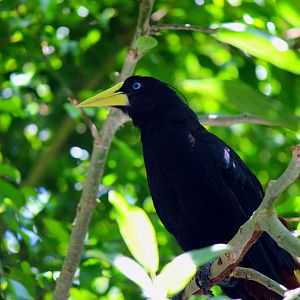 Parker Aviary - Crested Oropendola