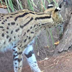 Africa Rocks - Serval