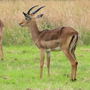 Impala; Whipsnade; 12th July 2014
