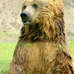 Brown bear bathing; Whipsnade; 12th July 2014