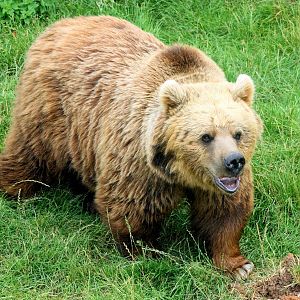 Brown Bear; Whipsnade; 12th July 2014