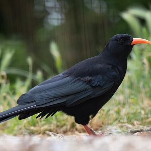 Red-billed chough : Whipsnade : 11 Jul 2014