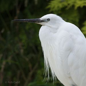 Little egret : Whipsnade : 11 Jul 2014