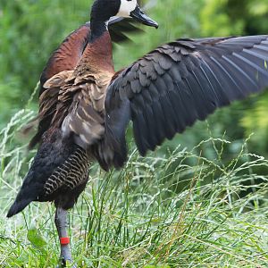 White-faced tree duck : Whipsnade : 11 Jul 2014