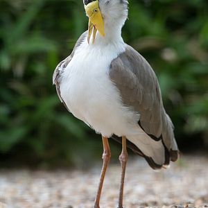 Masked lapwing : Whipsnade : 11 Jul 2014
