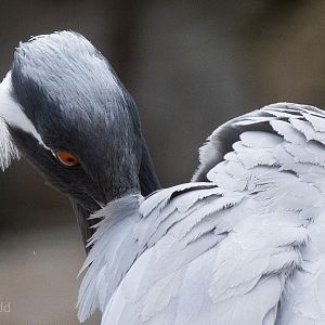 Demoiselle crane preening : Whipsnade : 11 Jul 2014