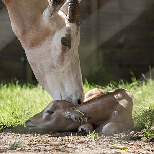 Scimitar-horned oryx and calf : Whipsnade : 12 Jul 2014