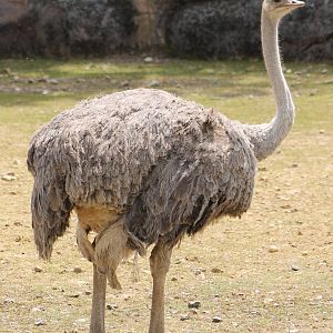 Ostrich