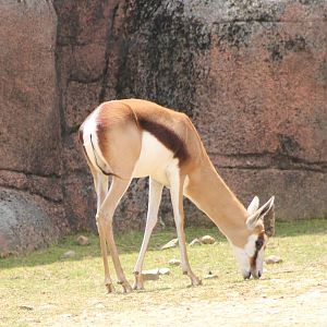 Springbok