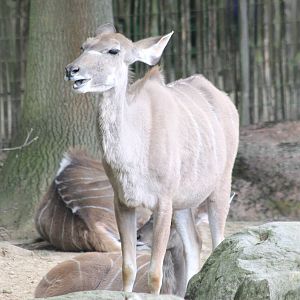 Greater kudus