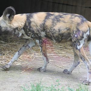 African wild dog