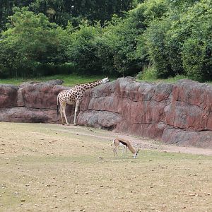 Part of African enclosure