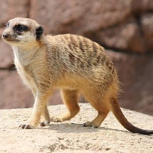 Meerkat