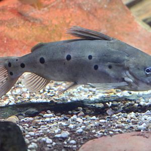 Synodontis species