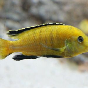 Electric yellow chiclid