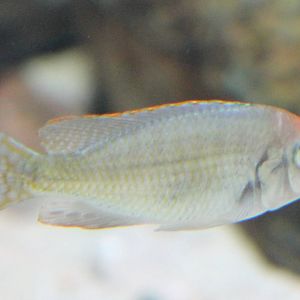 Chiclid ID