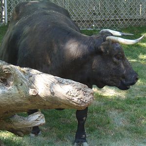 Cow Enjoying Her New Digs