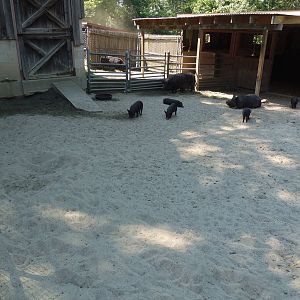 Guinea Hog Exhibit