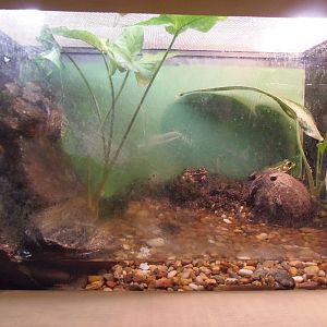 Green Frog/Pickerel Frog Exhibit