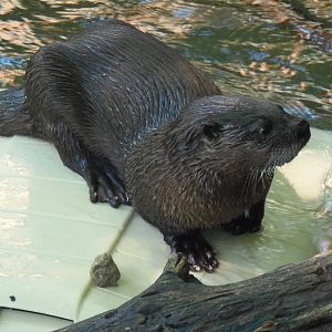 Otter Pup