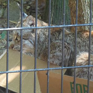 Lynx Enjoying Box