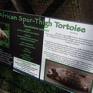African Spurred Tortoise Sign