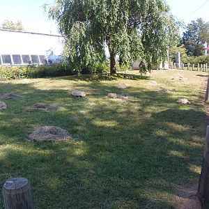 New African Spurred Tortoise Exhibit