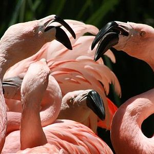 Chilean Flamingo