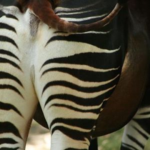 Okapi