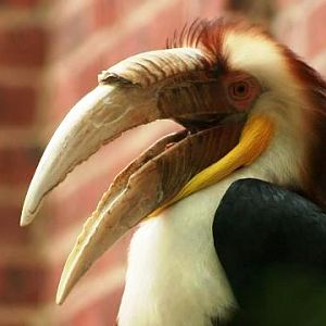 Wreathed Hornbill