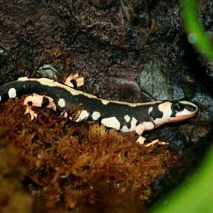 Kaiser`s Spotted Newt