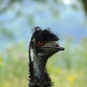 Emu, 12 July 2014