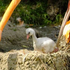 Flamingo chick, 12 July 2014
