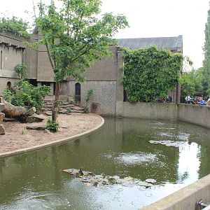 African Lion Enclosure