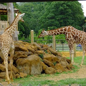 Willow and Bashu, 12 July 2014