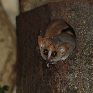 Lesser Mouse Lemur