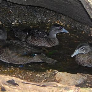 Jul. 2014 - Wings of the World - Wood Ducks