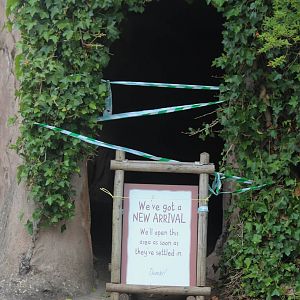 Red River Hog indoors