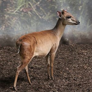 Red Forest Duiker