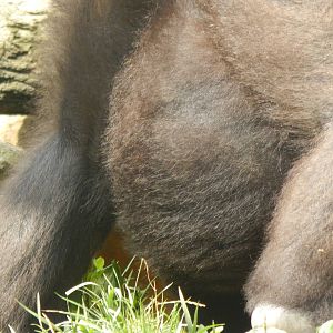 Jul. 2014 - Gorilla World - Pregnant Asha