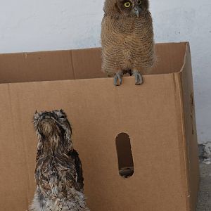 Common potoo and Tropical screech owl