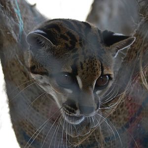 Margay (Leopardus wiedii)